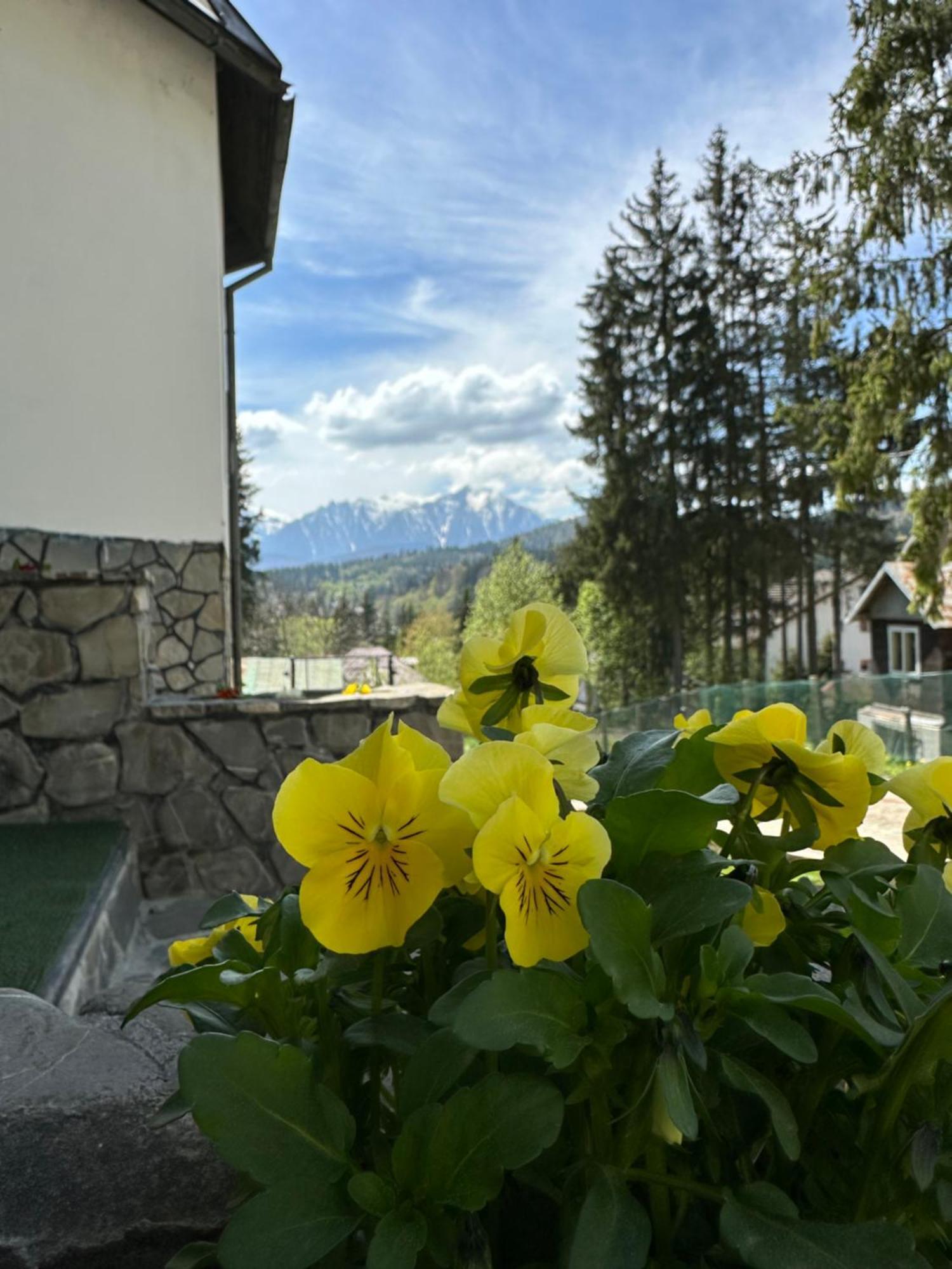 Pine Peak Apartments Predeal Exterior foto